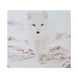White wolf in the snow T-Shirt