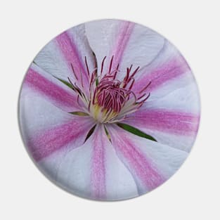 Pink and White Pin