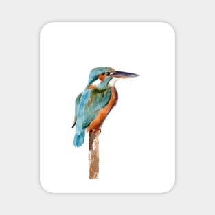 Kingfisher Magnet