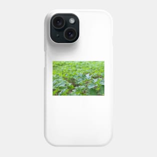 Field of young green giant hoghweed Phone Case