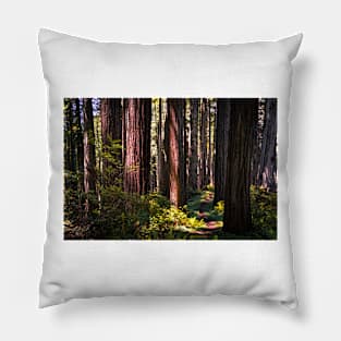 Hiking trail in a redwood forest Pillow