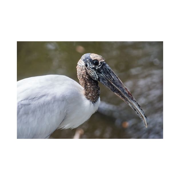 Wood stork 4 by KensLensDesigns