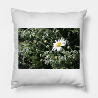 Large Daisy Pillow