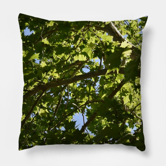 Afternoon Maple Tree Leaves Pillow by BiscuitSnack