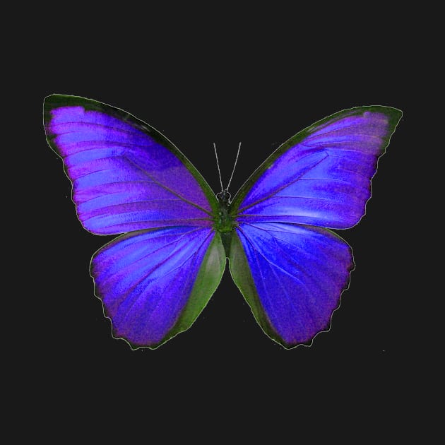 Purple Butterfly, Violet Purple by PixDezines