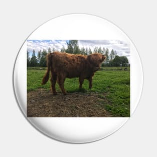 Scottish Highland Cattle Calf 2026 Pin