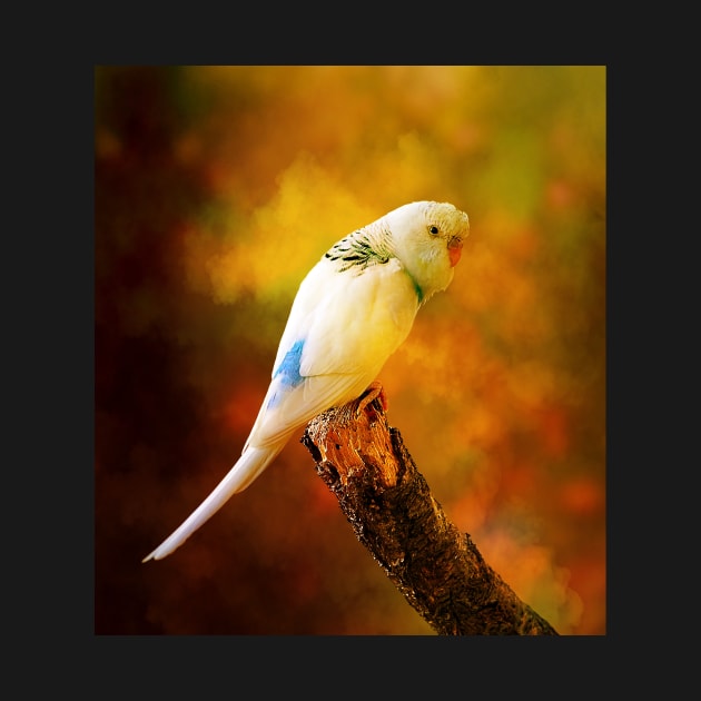 White Budgie Parakeet by JimDeFazioPhotography