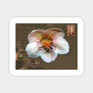 Helleborus on Vintage Postcard Magnet