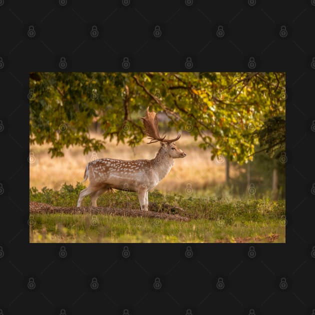 Lone fallow deer in autumn by AYatesPhoto