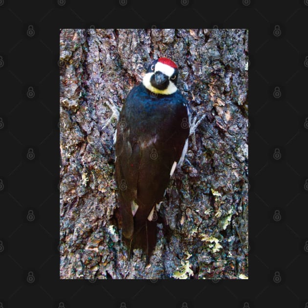 Acorn Woodpecker Looking Behind Itself by DPattonPD