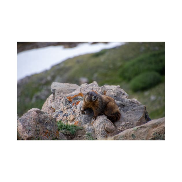 Marmot on Rock 2 by photosbyalexis