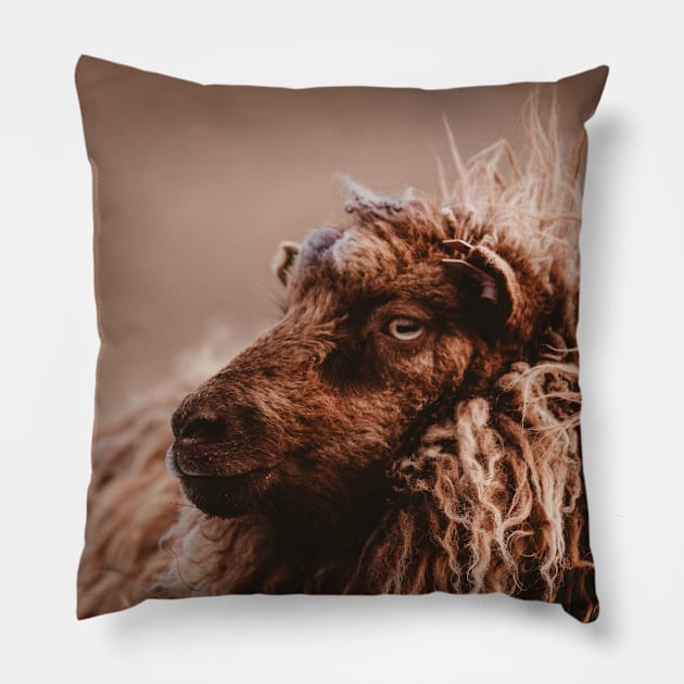 Photograph of cute shaggy faroese sheep in Faroe Islands Pillow by keeplooping