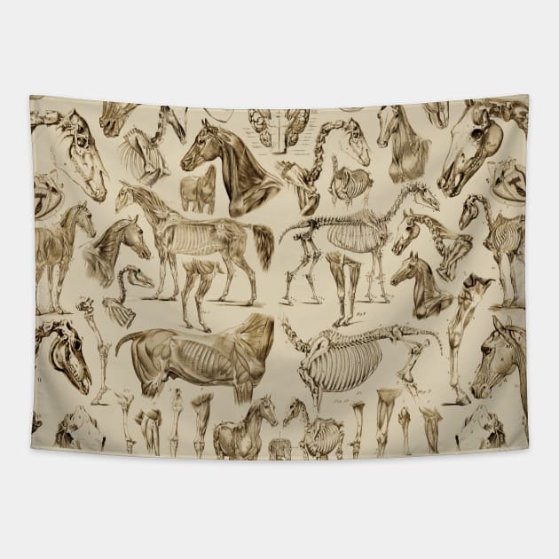 Horse Anatomy Collage Tapestry by Adatude