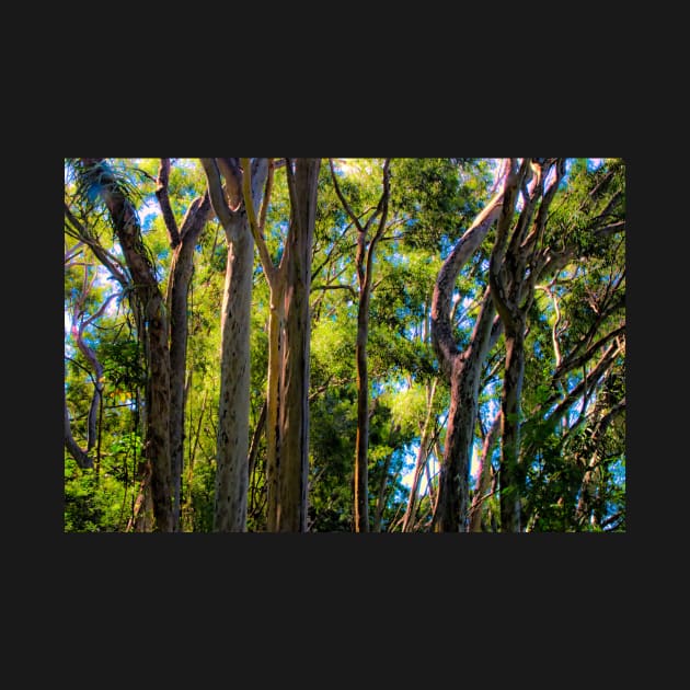 Trees in the Light by EileenMcVey