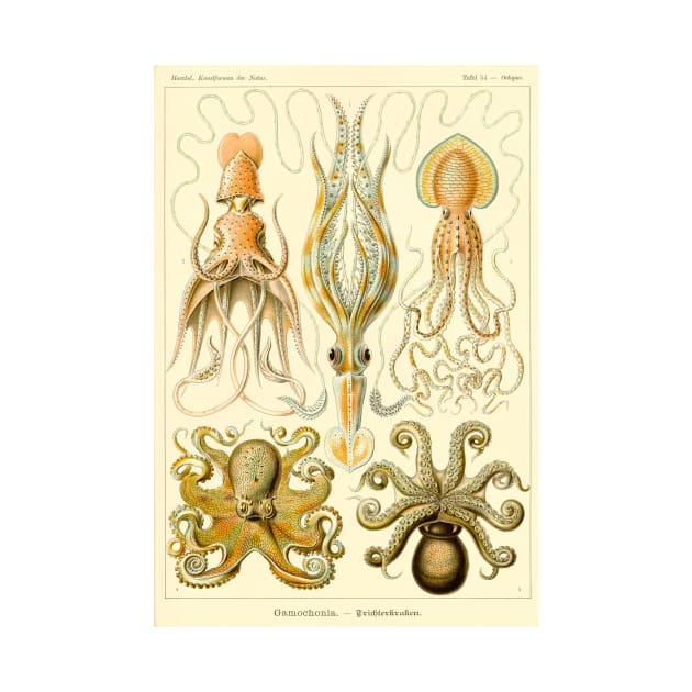 Squid and Octopus Gamochonia by Ernst Haeckel by MasterpieceCafe