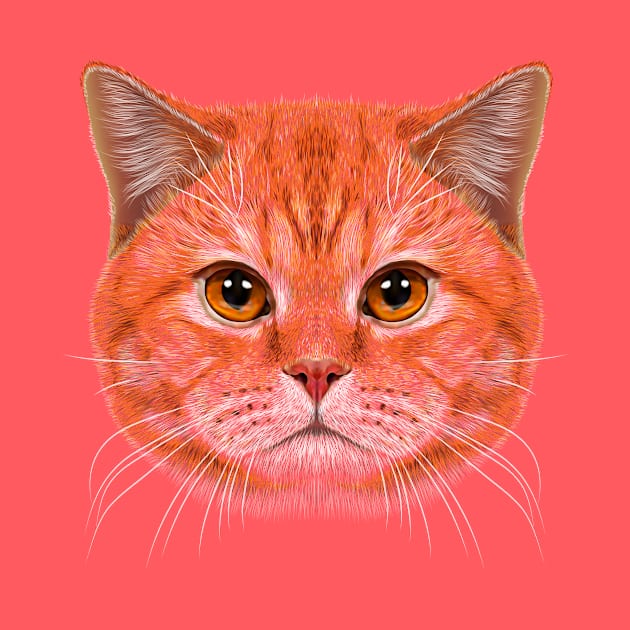 Orange Tabby Cats Face by cameradog