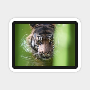 Tiger Eyes Magnet