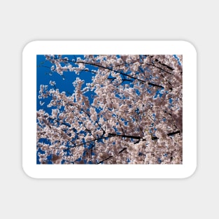 Cherry tree blossoms Magnet