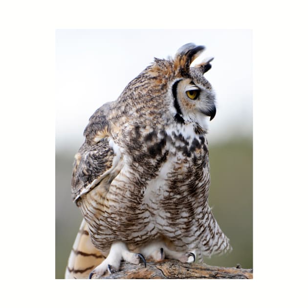 Great Horned Owl by DeniseBruchmanPhotography