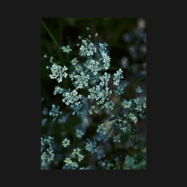 Cow Parsley by Amalus-files