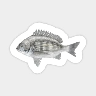 black porgy Magnet