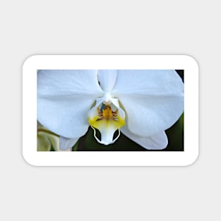 White Orchid Magnet