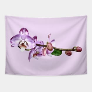 Pale Magenta Phalaenopsis Tapestry