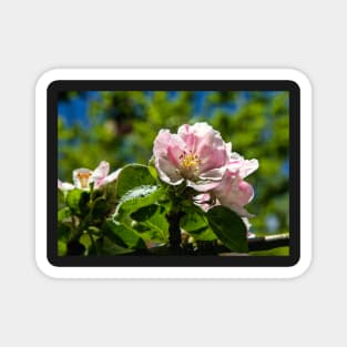 Apple blossom Magnet