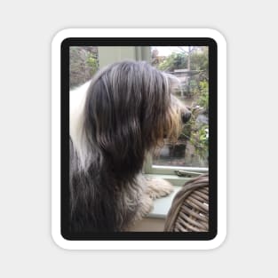 Bearded Collie - Did Somebody Say Walkies to this Beautiful Beardie?! Magnet