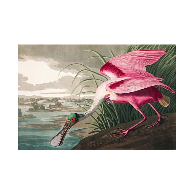 Roseate Spoonbill Robert Havell after John James Audubon 1827 Art Print by ZiggyPrint