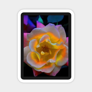 Rose 300 Magnet