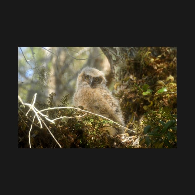 Baby Owl by dltphoto