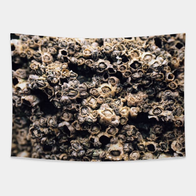 Barnacles Tapestry by RFMDesigns