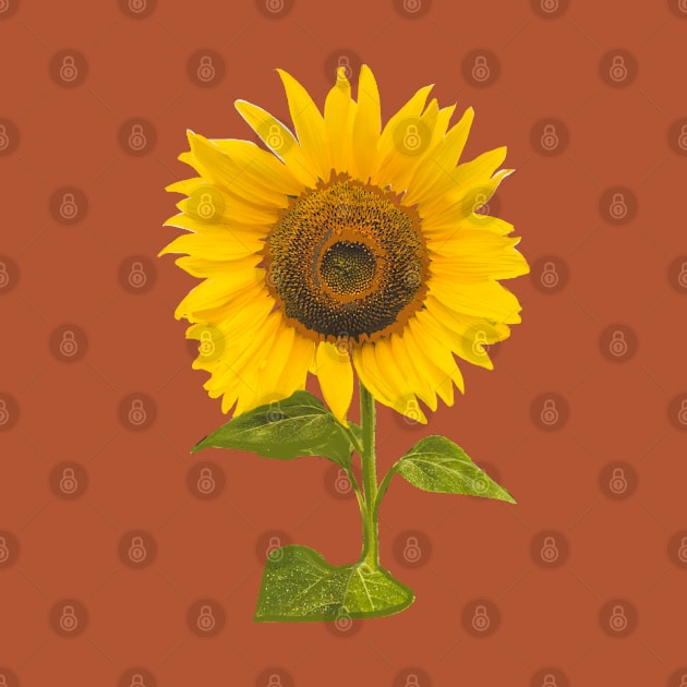 sunflower by Just beautiful