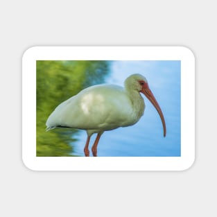 American white ibis of Florida Magnet