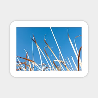 Dry orange coloured strp-like leaves of bulrushes against blue sky. Magnet