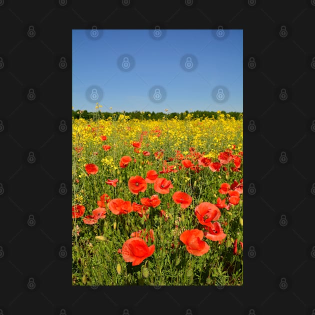 Poppies by jojobob