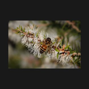 Honeybee on Melaleuca T-Shirt