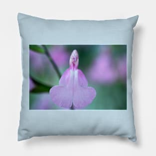 Salvia  &#39;Candy Cream&#39;  Sage Pillow