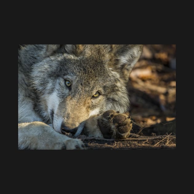 Timber Wolf by jaydee1400