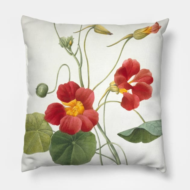 Tropaeolum majus (Garden Nasturtium) by Pierre-Joseph Redoute Pillow by Classic Art Stall