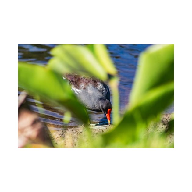 Common gallinule in the green by KensLensDesigns