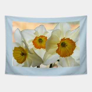 Narcissus 'Sempre Avanti' Div. 2 Large-cupped Daffodil Tapestry