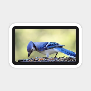 Bluejay Magnet