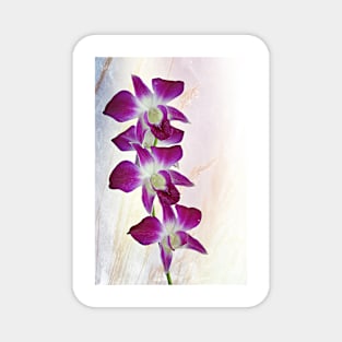 Orchids Magnet