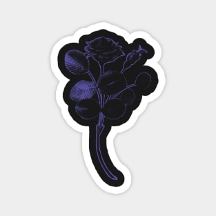 Rosa de Pelagio Black Rose Purple Outline Image Magnet