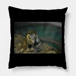 Shrew Pillow