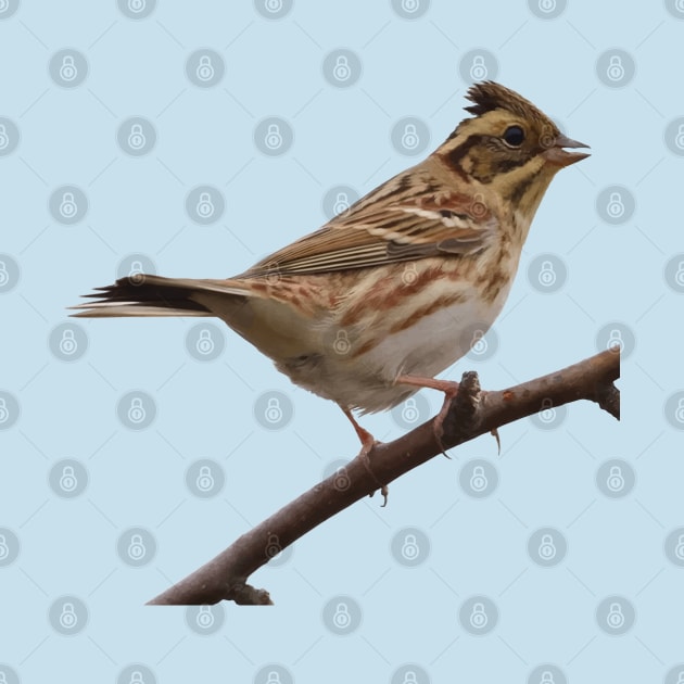 Rustic Bunting Bird Vector Isolated by taiche