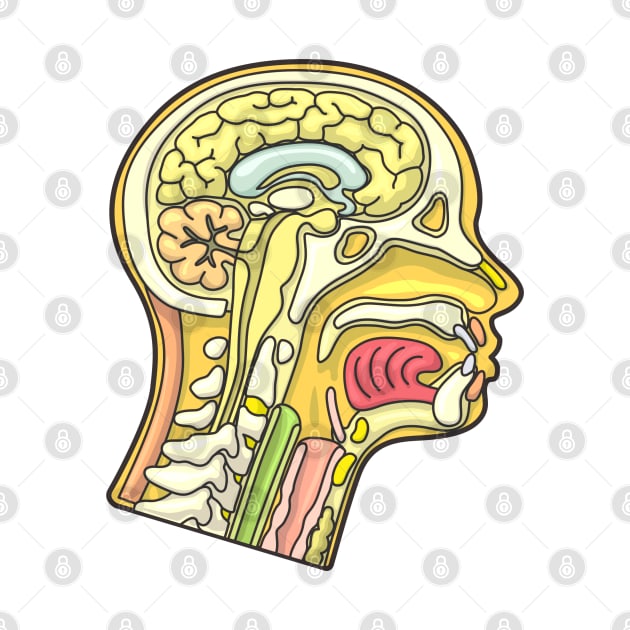 Human Head Anatomy Cross Section Illustration by taylorcustom