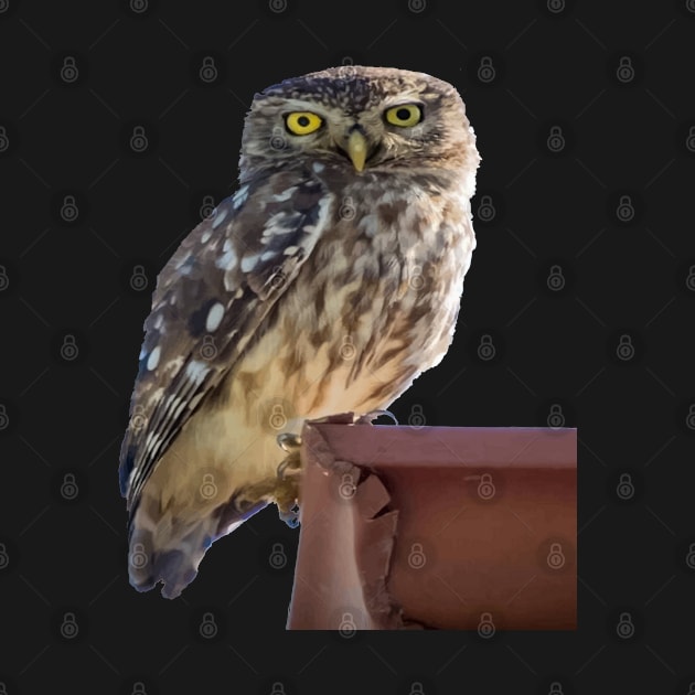 Beautiful Cute Barn Owl Staring With Wide Yellow Eyes by taiche